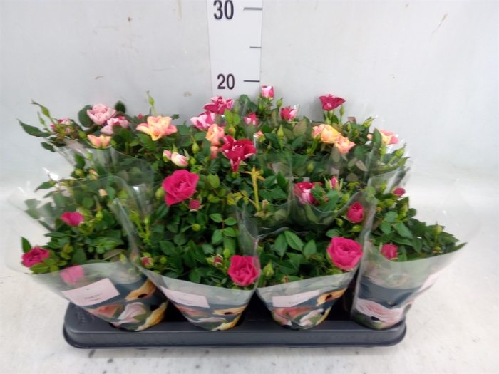 <h4>Rosa  'Party Mini'   ...mix</h4>