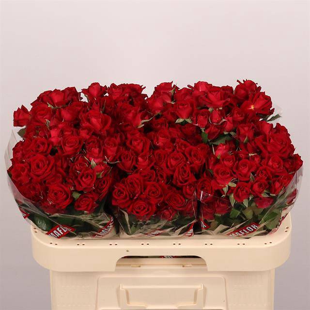 <h4>Rosa spray dominica</h4>