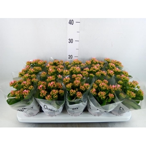 Kalanchoe  'RoseFlow Esme'