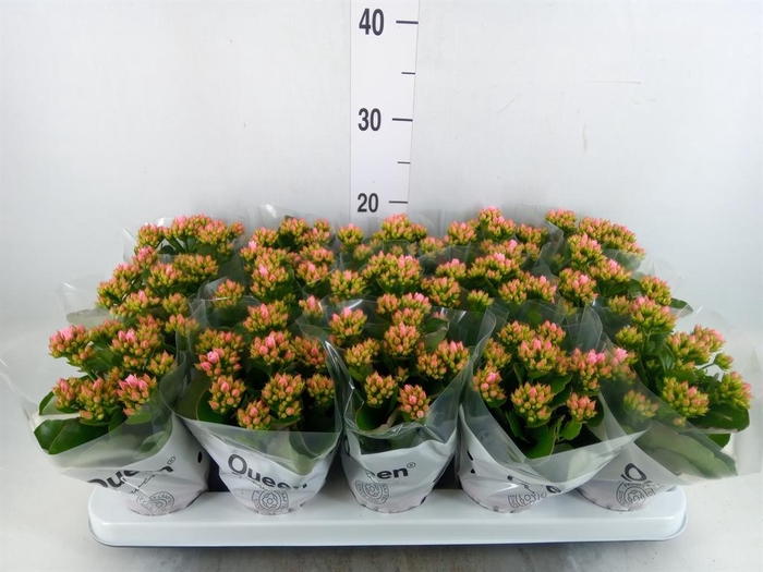 <h4>Kalanchoe  'RoseFlow Esme'</h4>