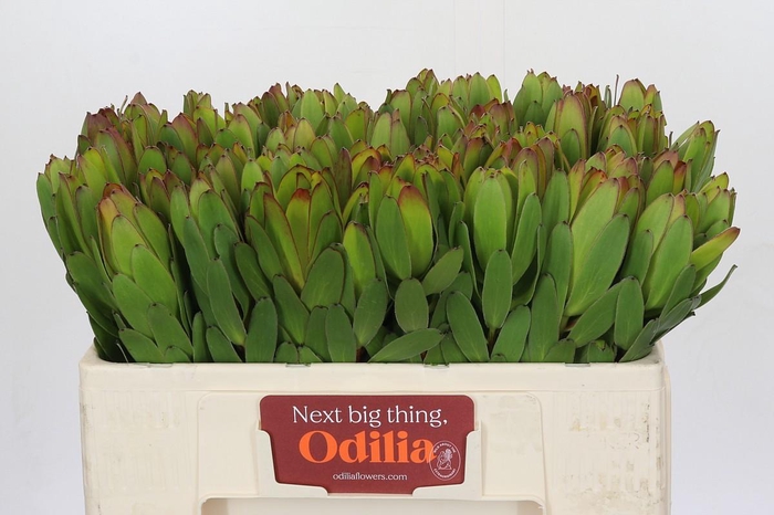 <h4>Leucadendron Goldstrike</h4>