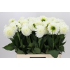 Dahlia Boom Boom White