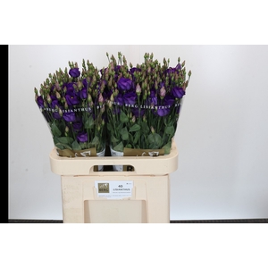 Eustoma En Piccolo Violet