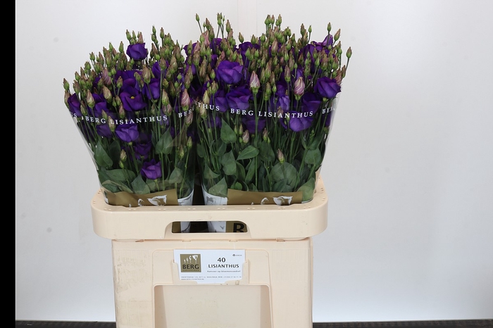 <h4>Eustoma En Piccolo Violet</h4>
