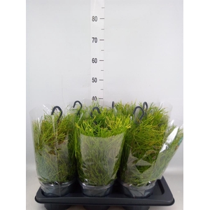 Rhipsalis clavata 'Easy Sweety'