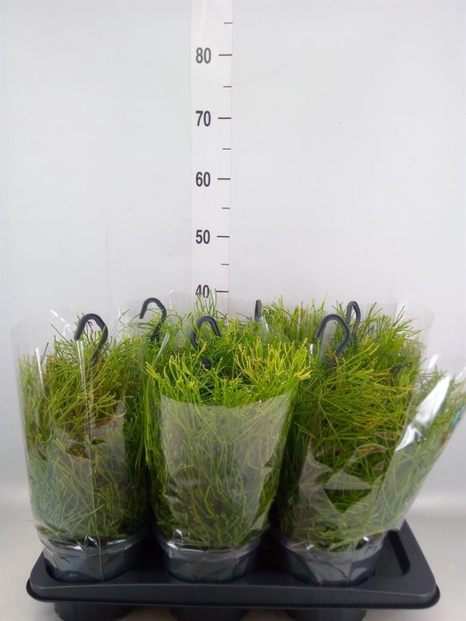 <h4>Rhipsalis clavata 'Easy Sweety'</h4>