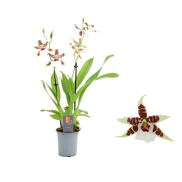 <h4>Inca Cambria Renaissance White 2 spike 9cm</h4>