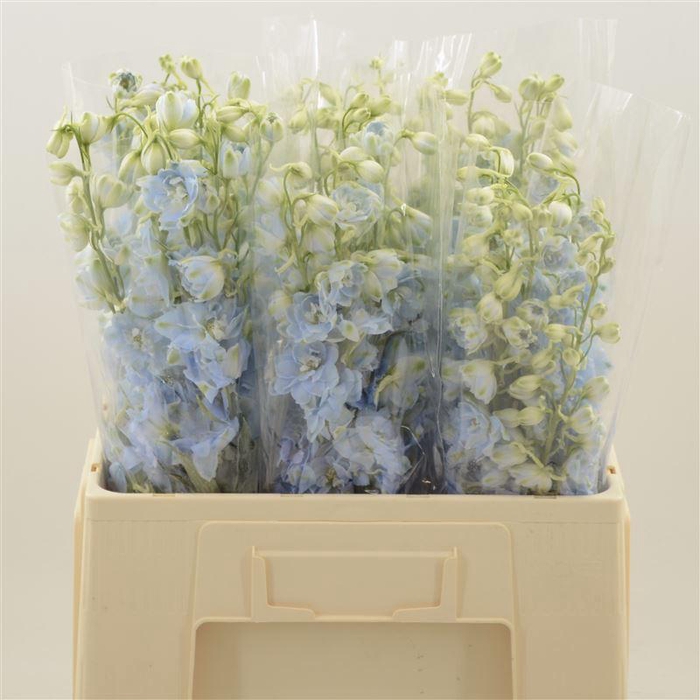 <h4>Delphinium Boy</h4>