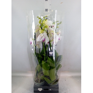 Phalaenopsis  'Red Lips'