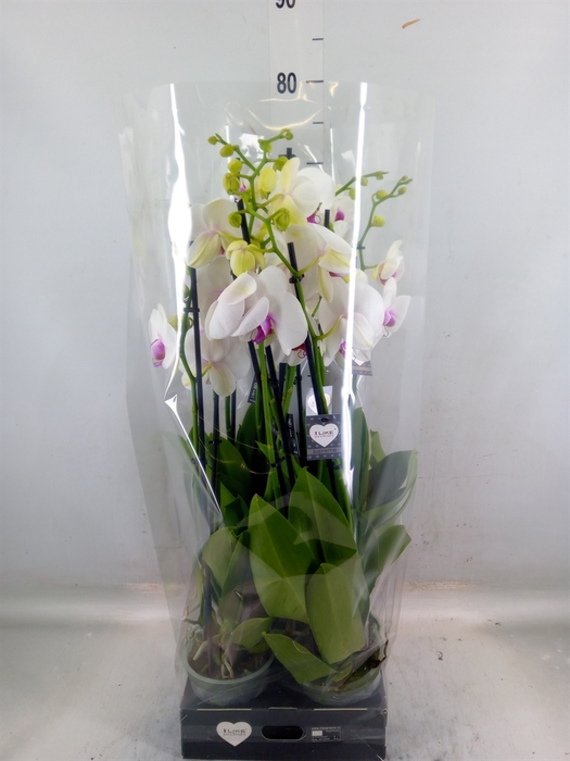 <h4>Phalaenopsis  'Red Lips'</h4>