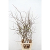 CHAENOMELES SUPERBA WHITE EXTRA 080CM
