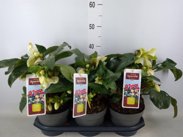 <h4>Helleborus   ...</h4>