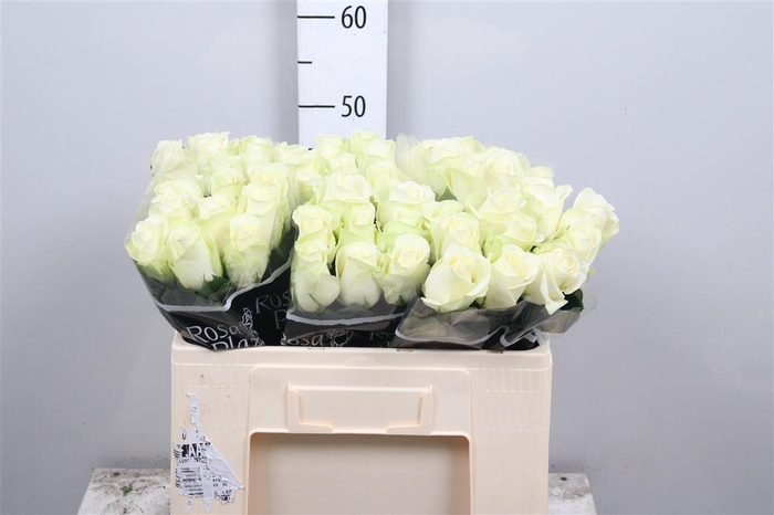 <h4>R Gr Snowstorm+</h4>