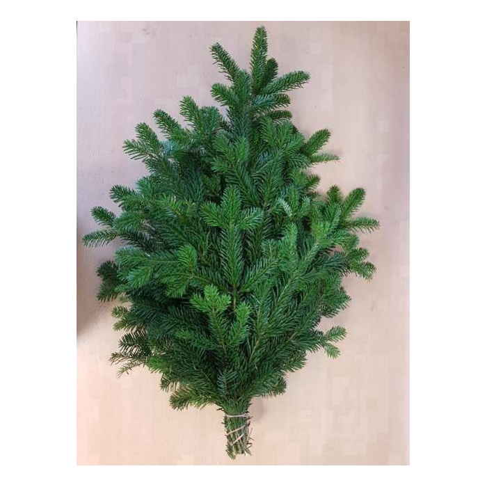 <h4>ABIES NORDMANN BS</h4>