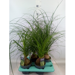 Beaucarnea recurvata