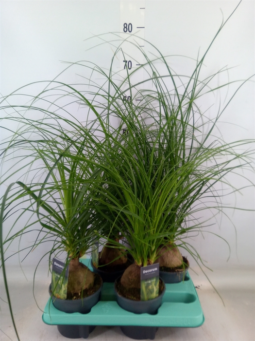 <h4>Beaucarnea recurvata</h4>