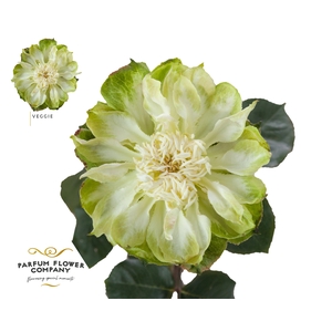 Rosa Garden Veggie