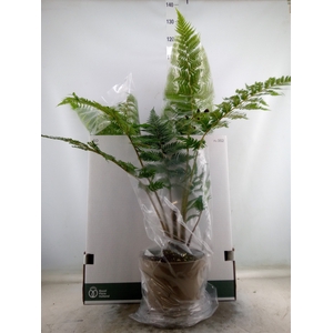 Cyathea australis