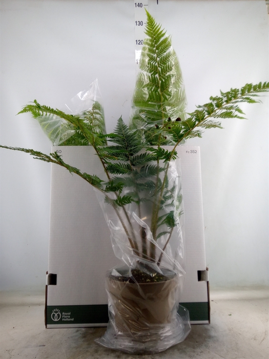 <h4>Cyathea australis</h4>