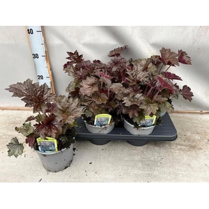 HEUCH MI PALACE PURP