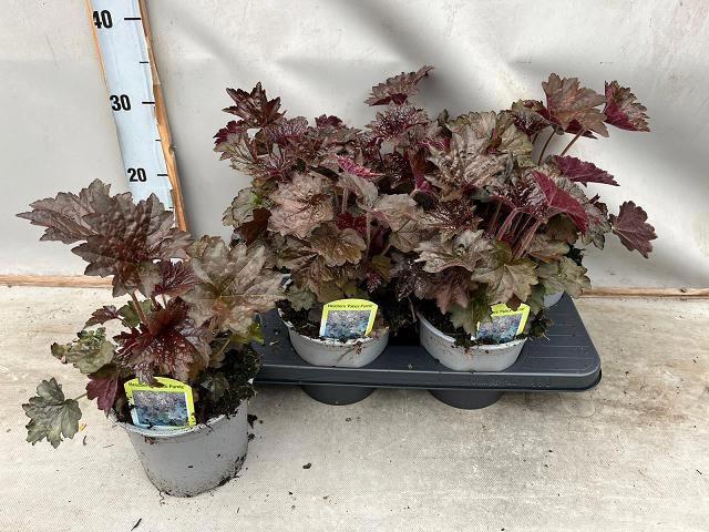 <h4>HEUCH MI PALACE PURP</h4>