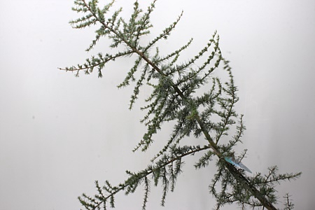 <h4>Zz Cedrus L Glauca 250cm</h4>