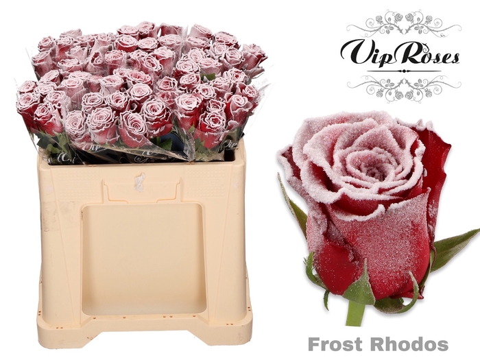 <h4>R GR FROST RHODOS</h4>