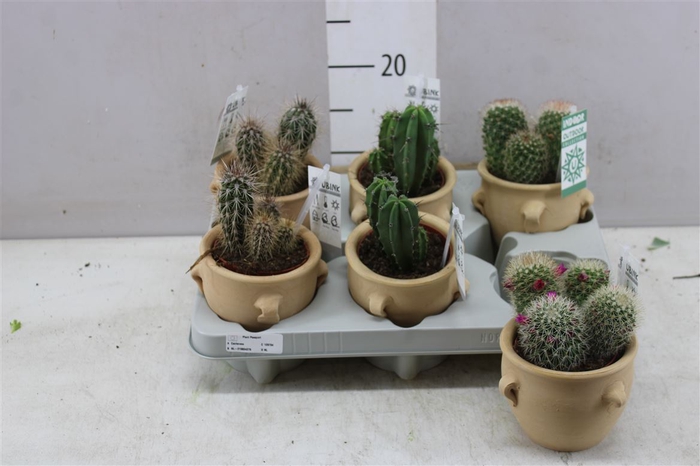 Cactus Mix In 'kruik La Vica'