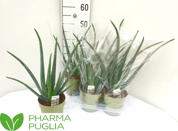 <h4>ALOE VERA</h4>