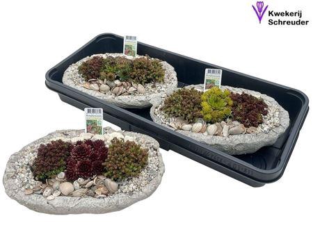 <h4>arr8 Arr Tuinplanten In Ovaal Beton</h4>