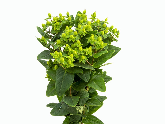 <h4>HYPERICUM 080 CM VERDE</h4>