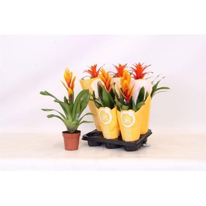 Bromelia gemengd 6 soorten