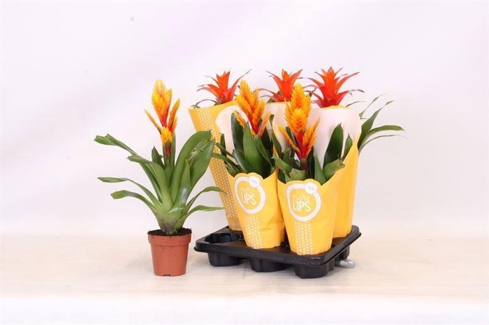 <h4>Bromelia gemengd 6 soorten</h4>