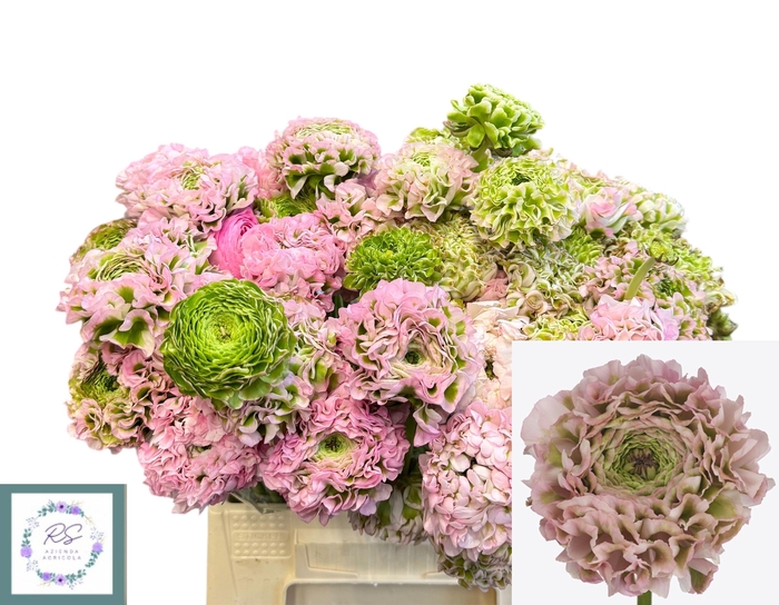 <h4>RAN PON PON ALICE</h4>