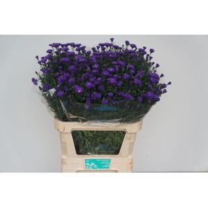Aster cecilia