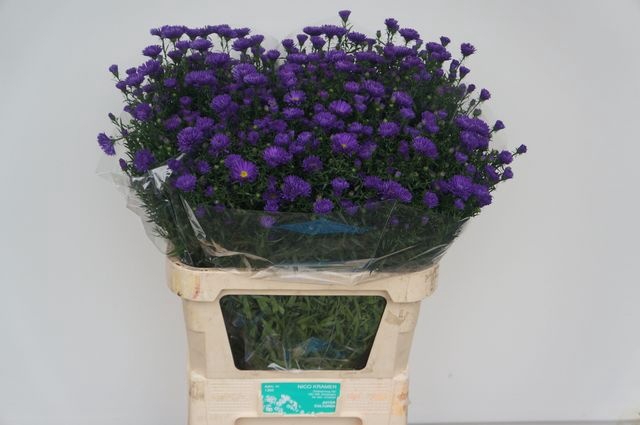 <h4>Aster cecilia</h4>