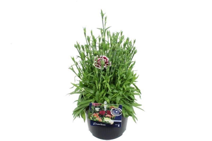 <h4>Dianthus caryophyllus Colori Joy</h4>