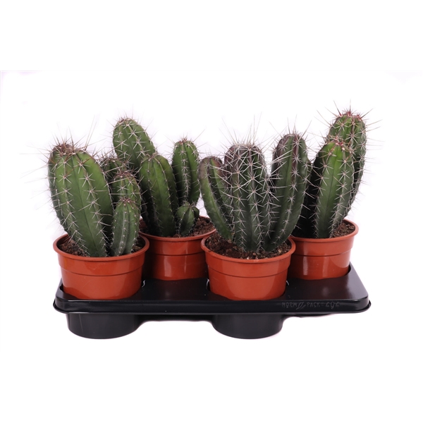 <h4>Lemairocereus pruinoses 17 cm</h4>