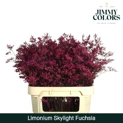 <h4>Limonium Skylight L70 Fuchsia</h4>