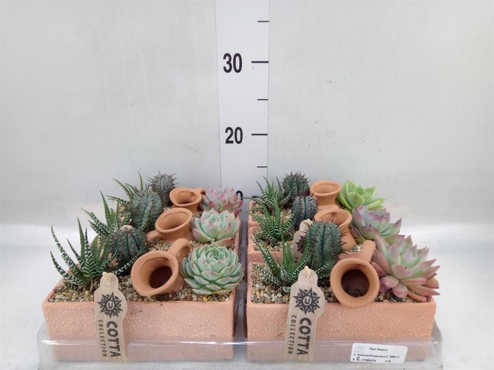 <h4>Arr.  Cactus L%</h4>