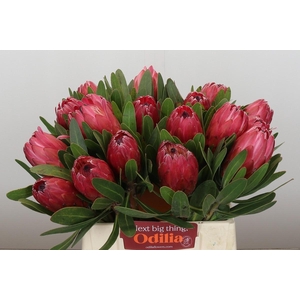 Protea Red Ice