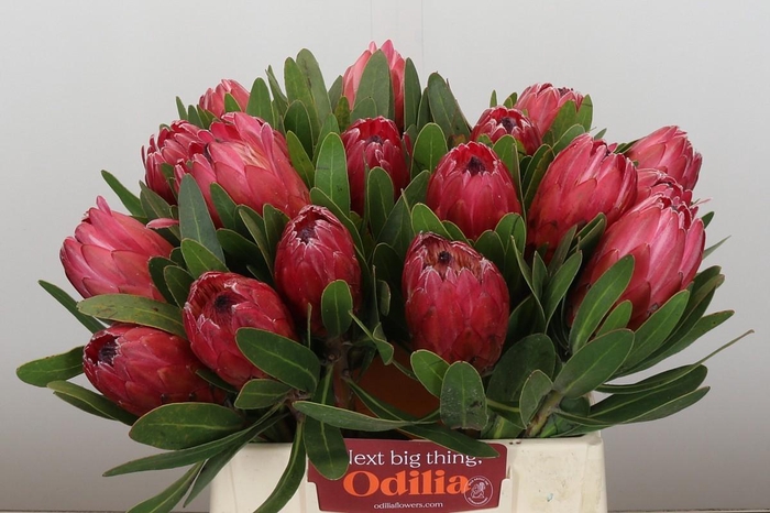<h4>Protea Red Ice</h4>