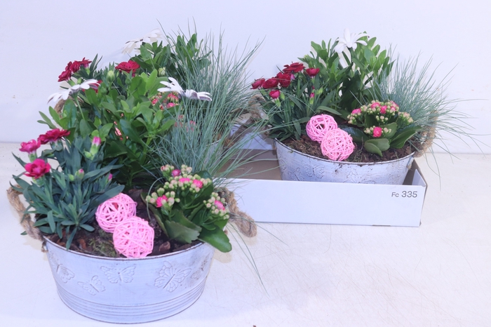 <h4>ARR TUINPLANTEN</h4>