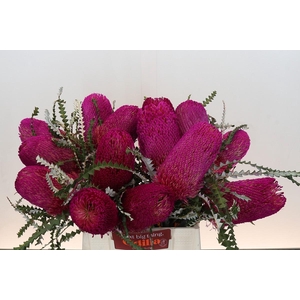 Banksia Speciosa Pink