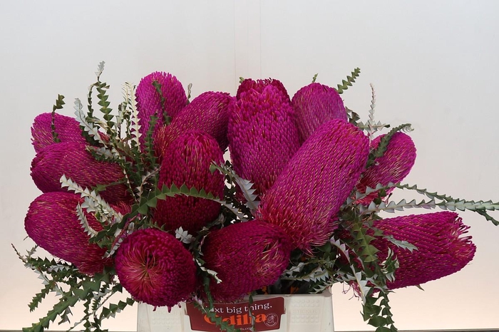 <h4>Banksia Speciosa Pink</h4>