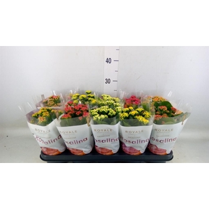Kalanchoe blos. 'RoyalDon'   ..mix