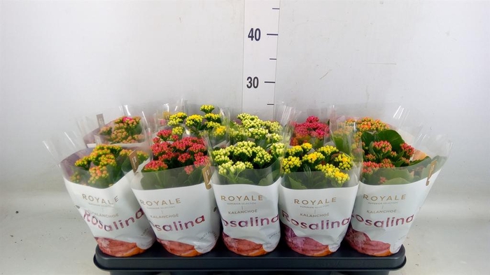 <h4>Kalanchoe blos. 'RoyalDon'   ..mix</h4>