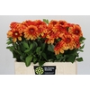 Dahlia American Sunset