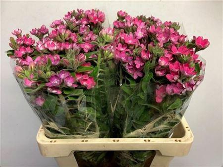 Oxypetalum Co Pink Harmony