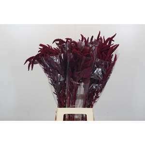 Amaranthus cruentus 'Velvet'